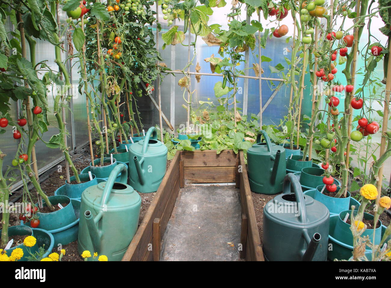 Tomatenpflanzen, beraubt ihrer unteren Blätter eine bessere Ernte zu fördern, wachsen in der angehobenen Grenzen in einem Gewächshaus auf einem englischen Schrebergarten Stockfoto