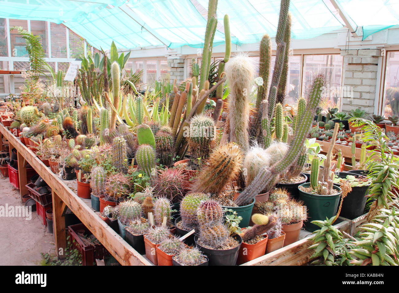 Eine private Sammlung von Kakteen und Pflanzen auf dem Display neben Pflanzen für den Verkauf in den großen Gewächshäusern an der Eiche Dene Baumschulen, Barnsley, England, Großbritannien Stockfoto
