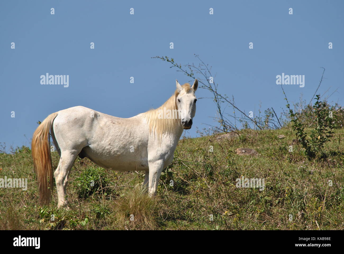 Pferd Stockfoto