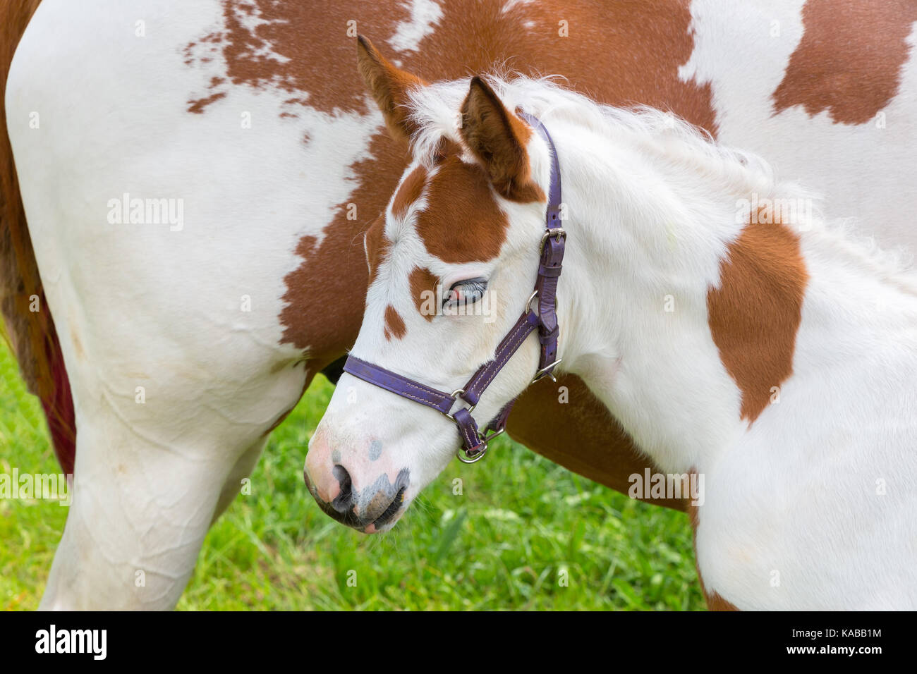 Neugeborene Fohlen Weiß Braun mit Mutter Pferd Stockfoto