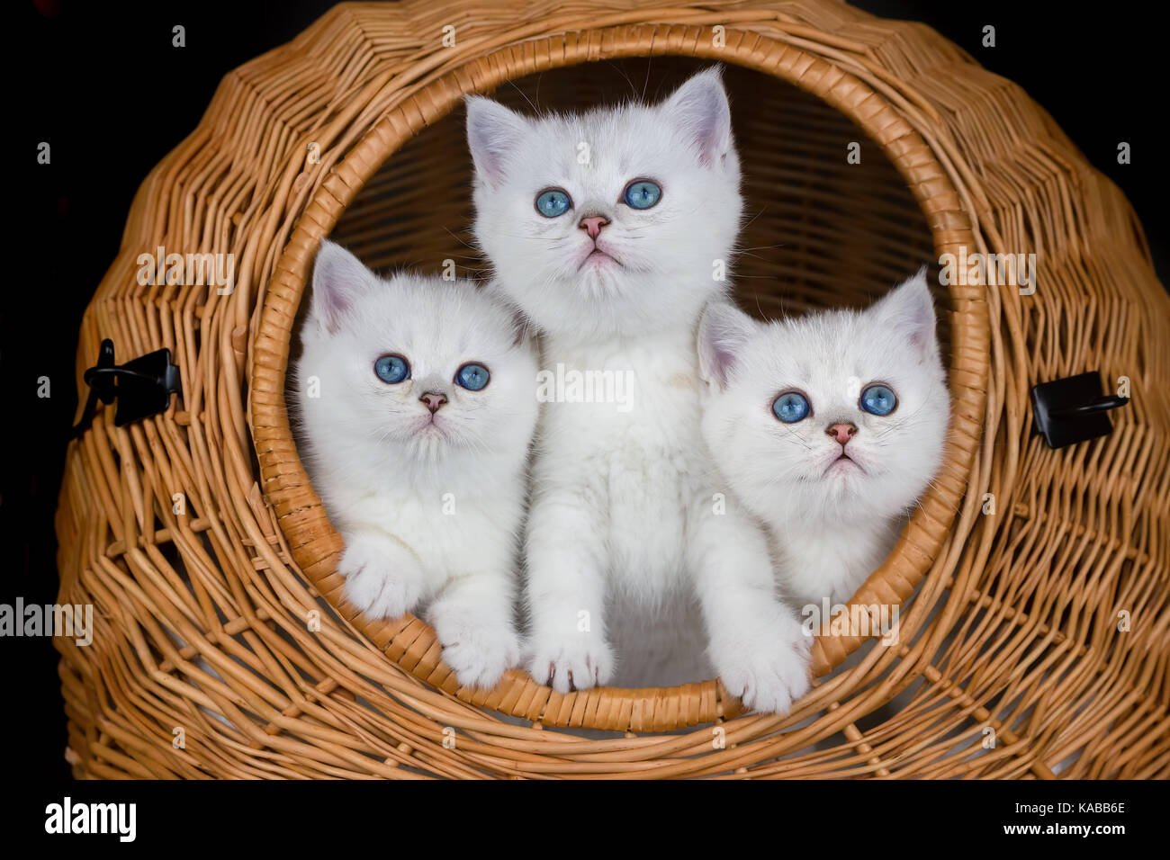 Drei junge weiße Katzen im Weidenkorb Stockfoto