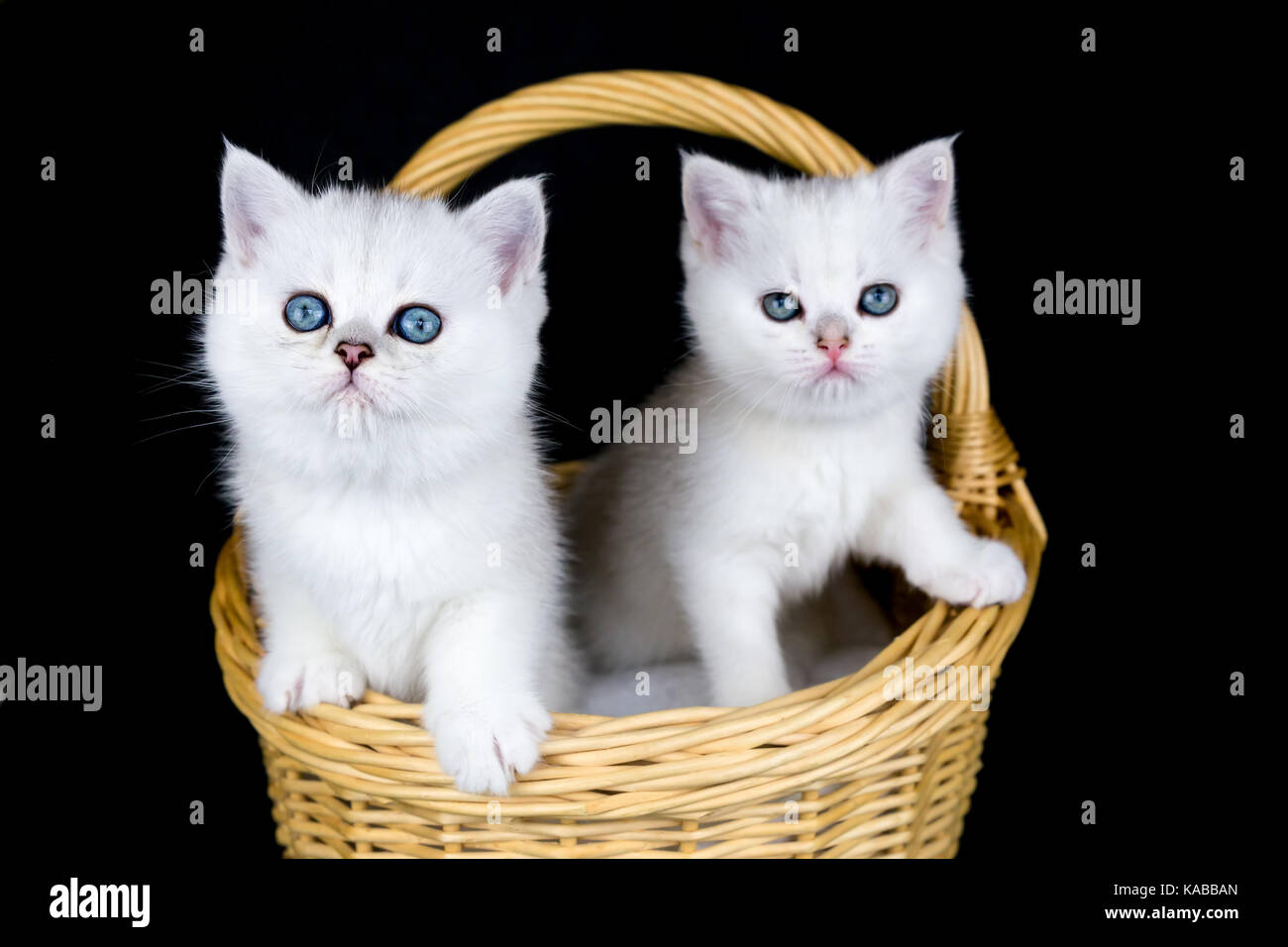 Zwei junge weiße Katzen in Weidenkorb auf schwarzem Hintergrund Stockfoto