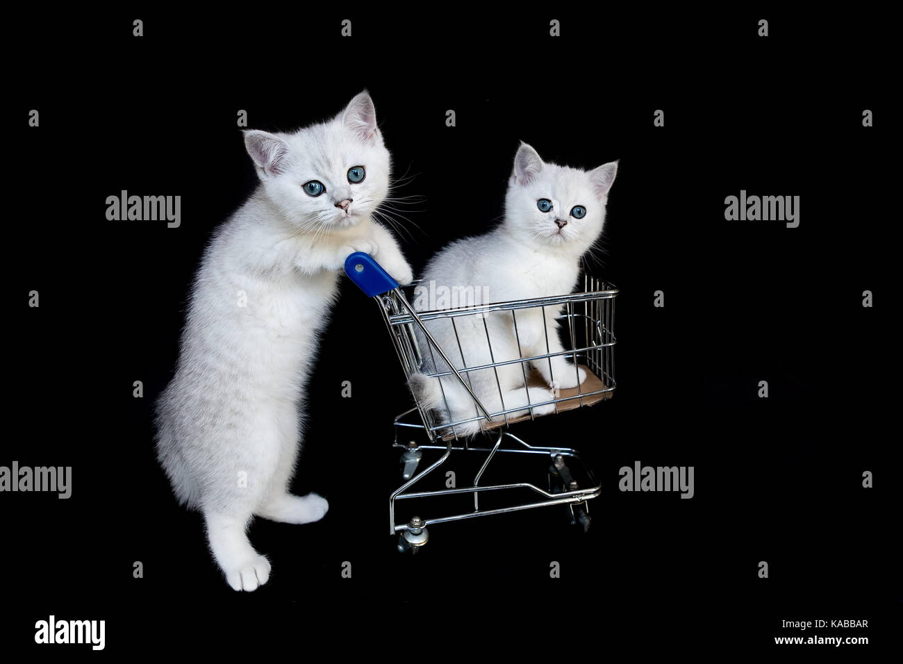 Zwei junge weiße Katzen mit Warenkorb auf schwarzem Hintergrund Stockfoto