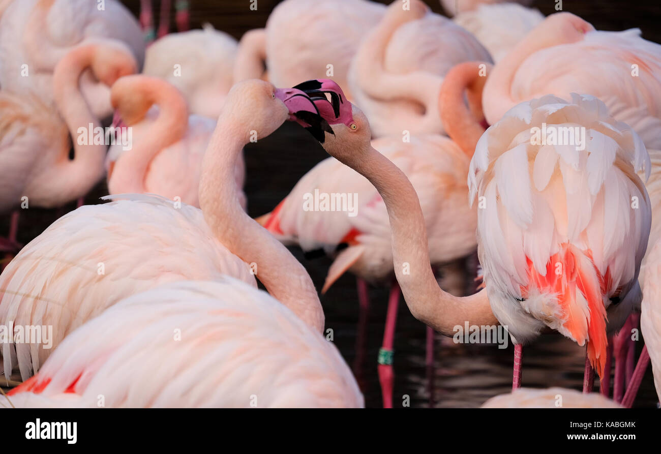 Chilenische flamingos Kampf, Zoo Prag, Tschechische Republik Stockfoto