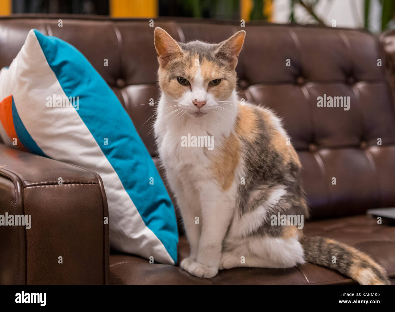Alte Katze mit Böser Blick Stockfoto