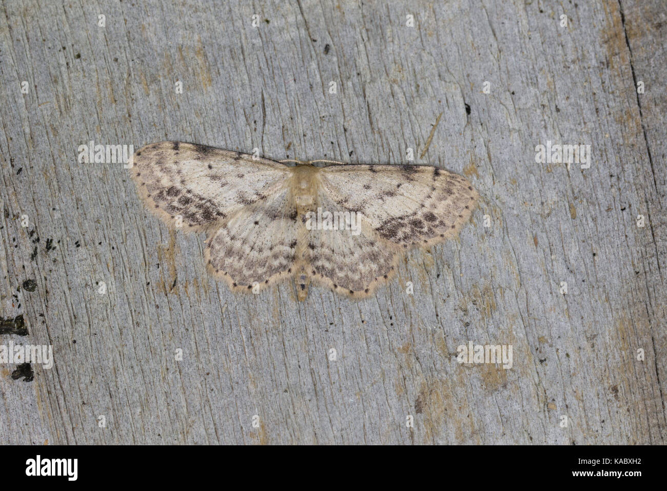 Gepunktete Einzelwellen, Idaea dimidiata Stockfoto