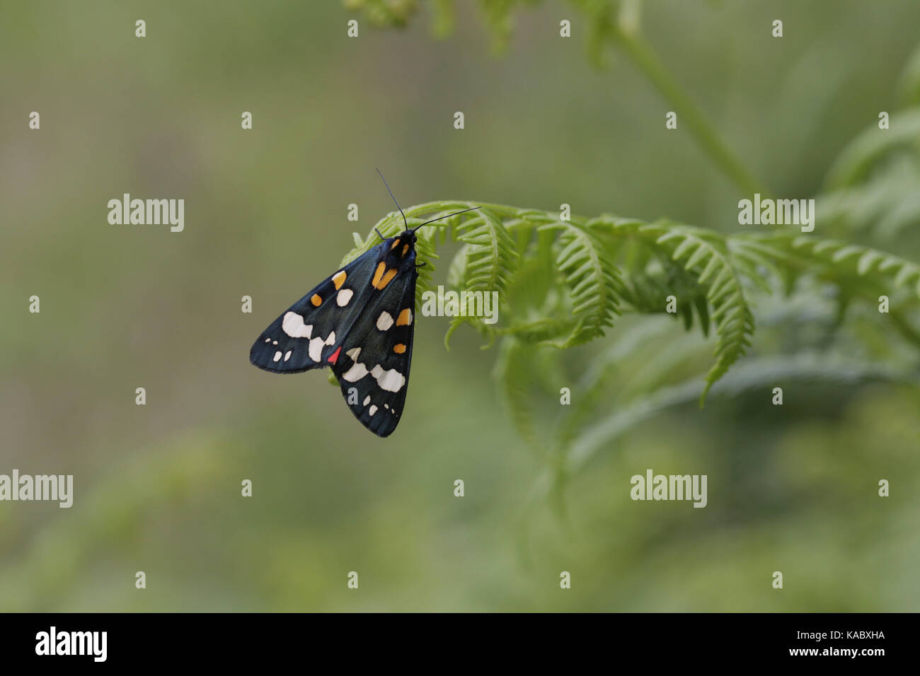 Scarlet Tiger Moth, Callimorpha dominula auf Bracken Stockfoto