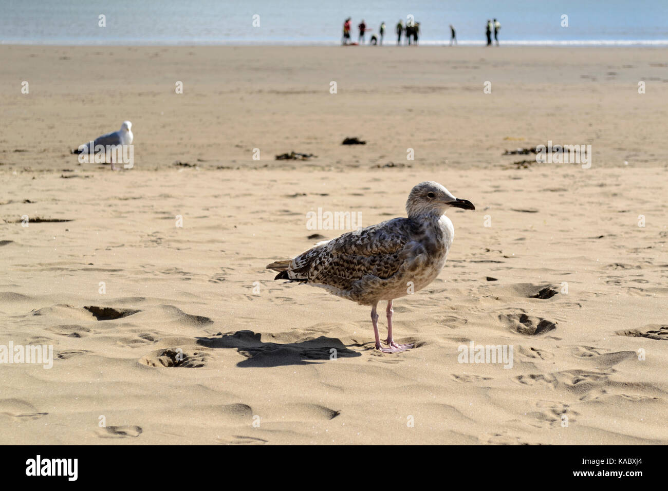 Juvenile Möwe auf Sand, Seitenansicht Stockfoto