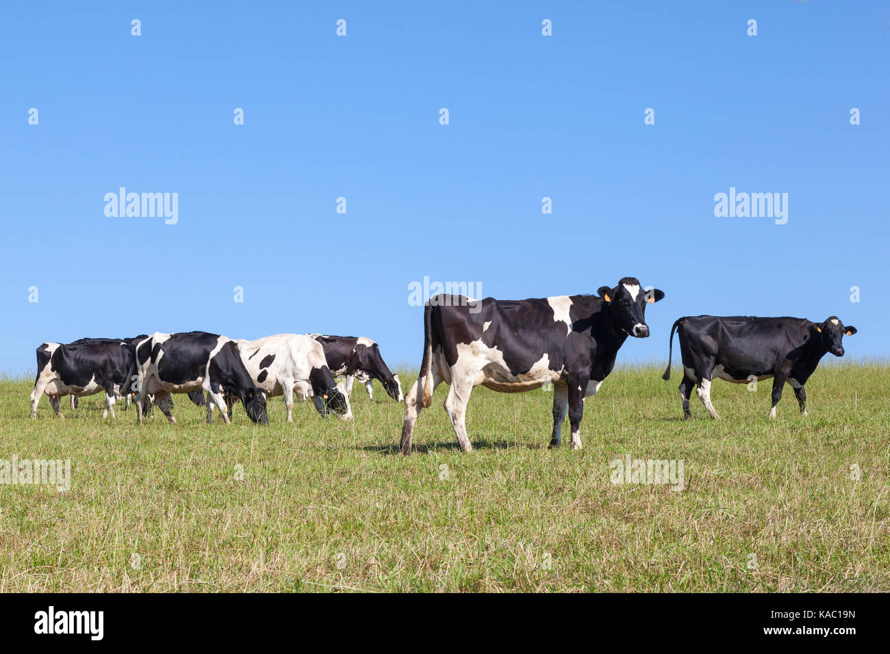Herde von Schwarzbunte Milchkühe grasen auf einer Weide in der Skyline gegen sonnigen blauen Himmel mit Kopie Raum Stockfoto