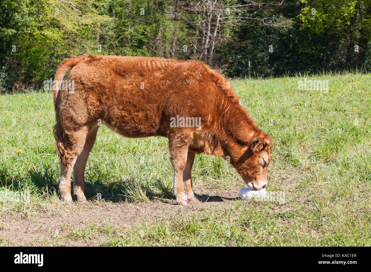 Junge Limousin Jährling rind kalb Essen ein Block von Salt Lick Mineral- oder diätetische Ergänzung zu Vieh für zusätzliche Nährstoffe im frühen Frühjahr zugeführt. Cl Stockfoto