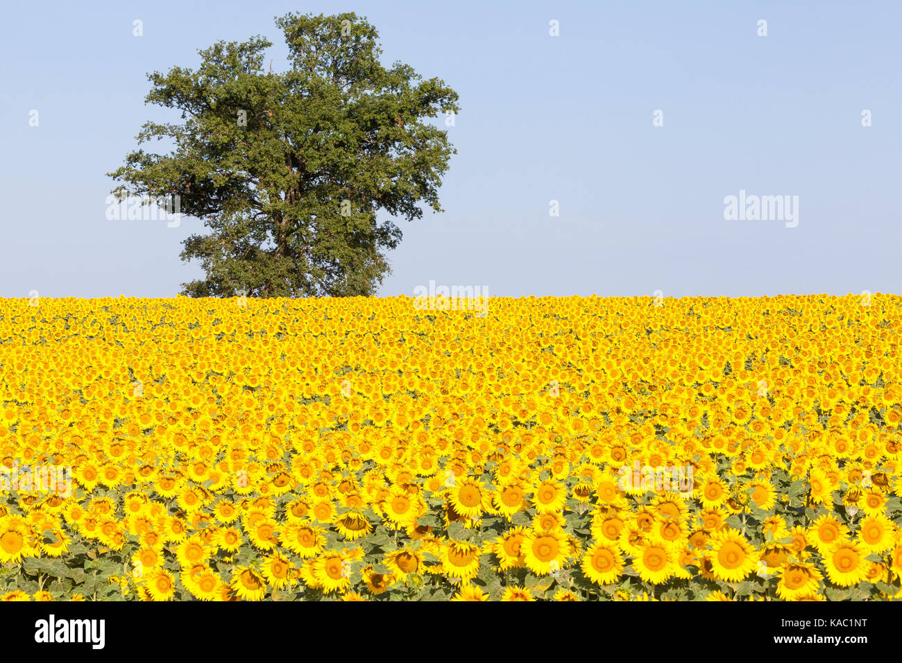 Bunte Feld der gelben Sonnenblumen, helianthus, und ein einsames Grüner Baum am Horizont im frühen Morgenlicht. Diese heliotropic Blumen konfrontiert sind Stockfoto