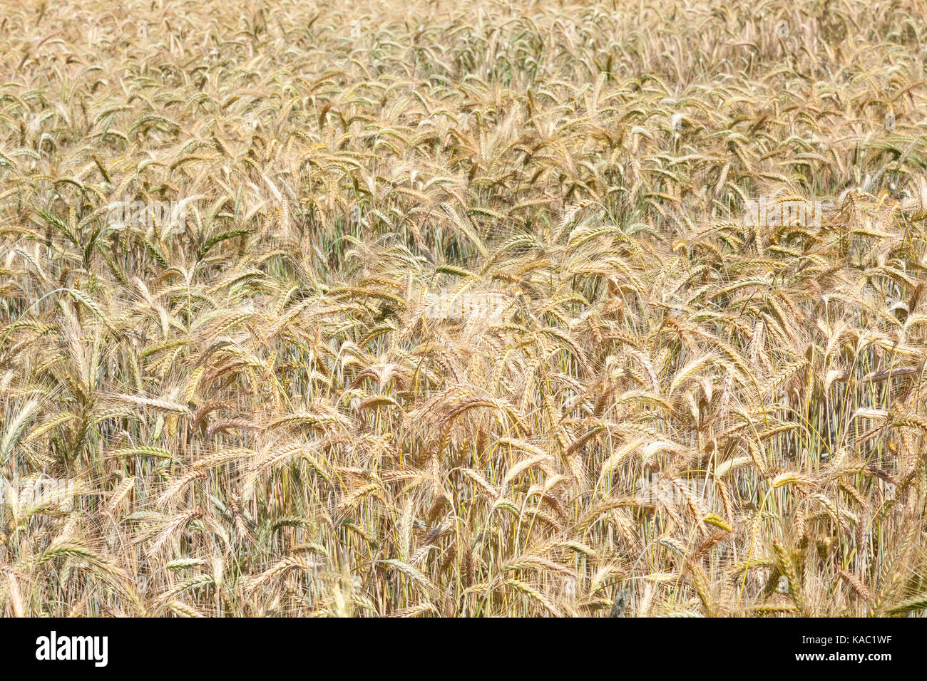 Full Frame Nahaufnahme Hintergrund der Bereich der reifenden Ähren im Sommer in einem hübsch gedeckten Farbpalette Stockfoto