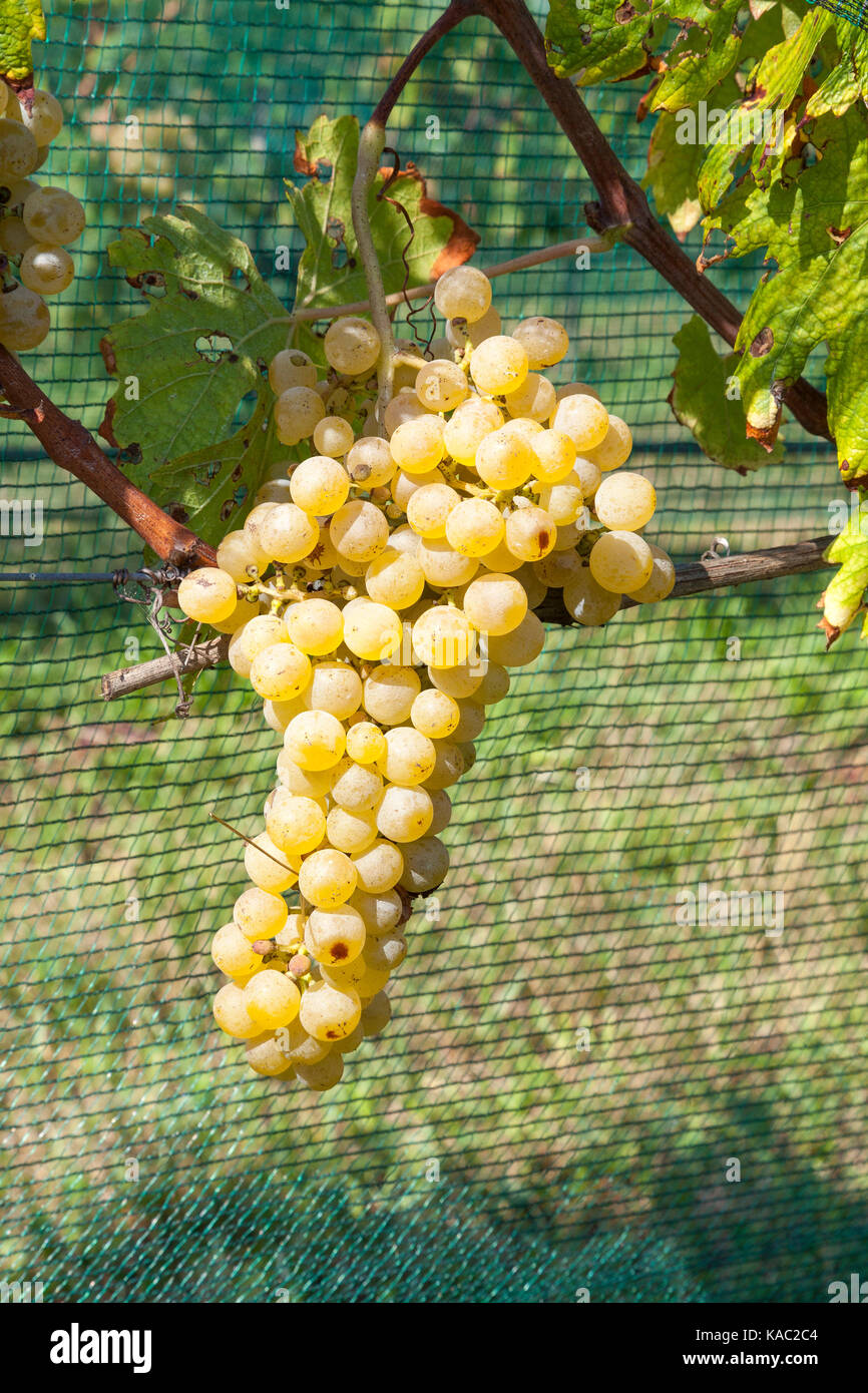 Bündel von venezianischen Dorona Trauben, oder Golden Trauben, auf eine Rebe in einem Weinberg in Venedig, Italien. Diese seltene Traube fast ausgestorbenen nach der Flut 1966 Stockfoto