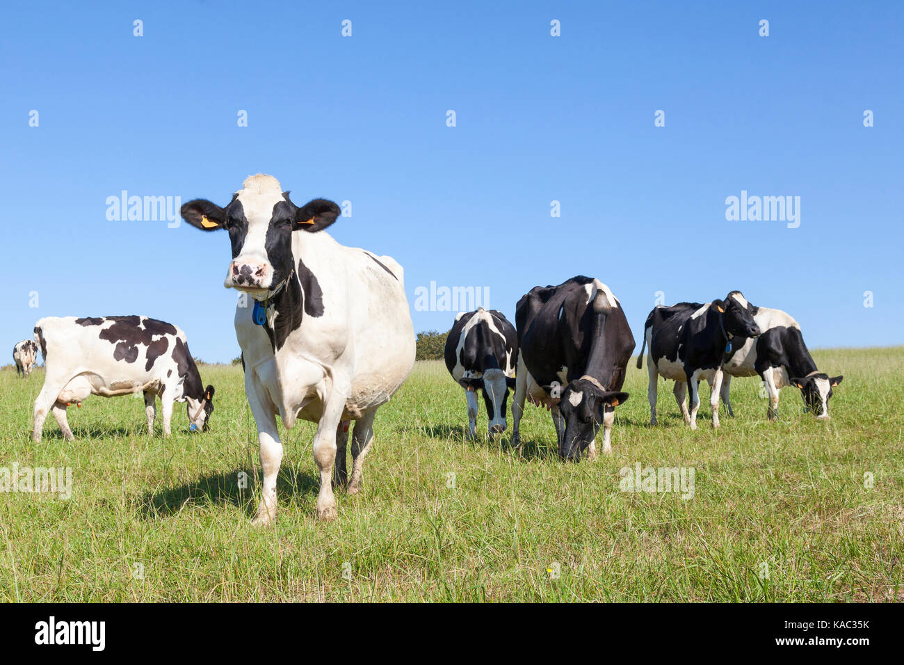 Neugierig Schwarzbunte Milchkuh nähert sich die Kamera auf die Skyline, während der Rest der Herde von Rindern das grüne Gras in der PA-Weiden Stockfoto