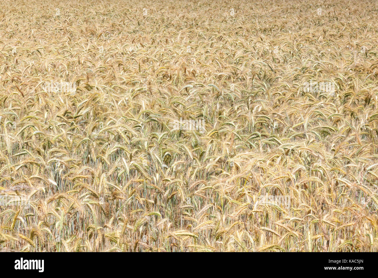 Farben der reifenden Ähren, Triticum ästivum, in einer landwirtschaftlichen Feld in einem full frame Hintergrund Stockfoto