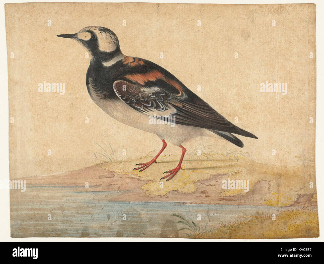 Ein Foto eines Steenloper (Turnstone) Vogels in seinem Sommergefieder. Bekannt für sein auffälliges Muster und Verhalten, ist dieser Vogel typischerweise entlang der Küste zu finden, der auf der Suche nach Nahrung oft Steine umkippt. Stockfoto