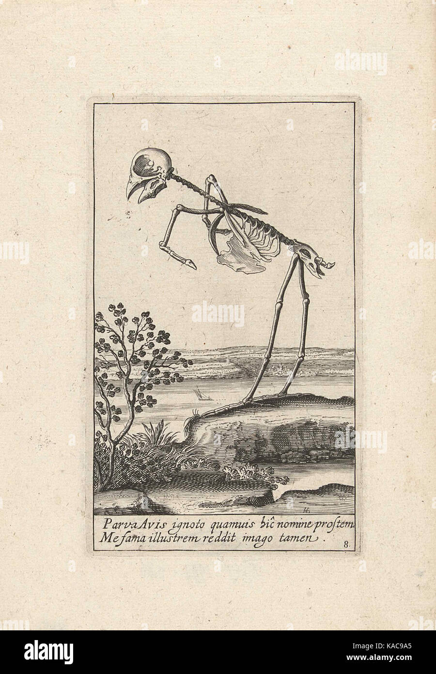 Skelet van een Vogel Stockfoto