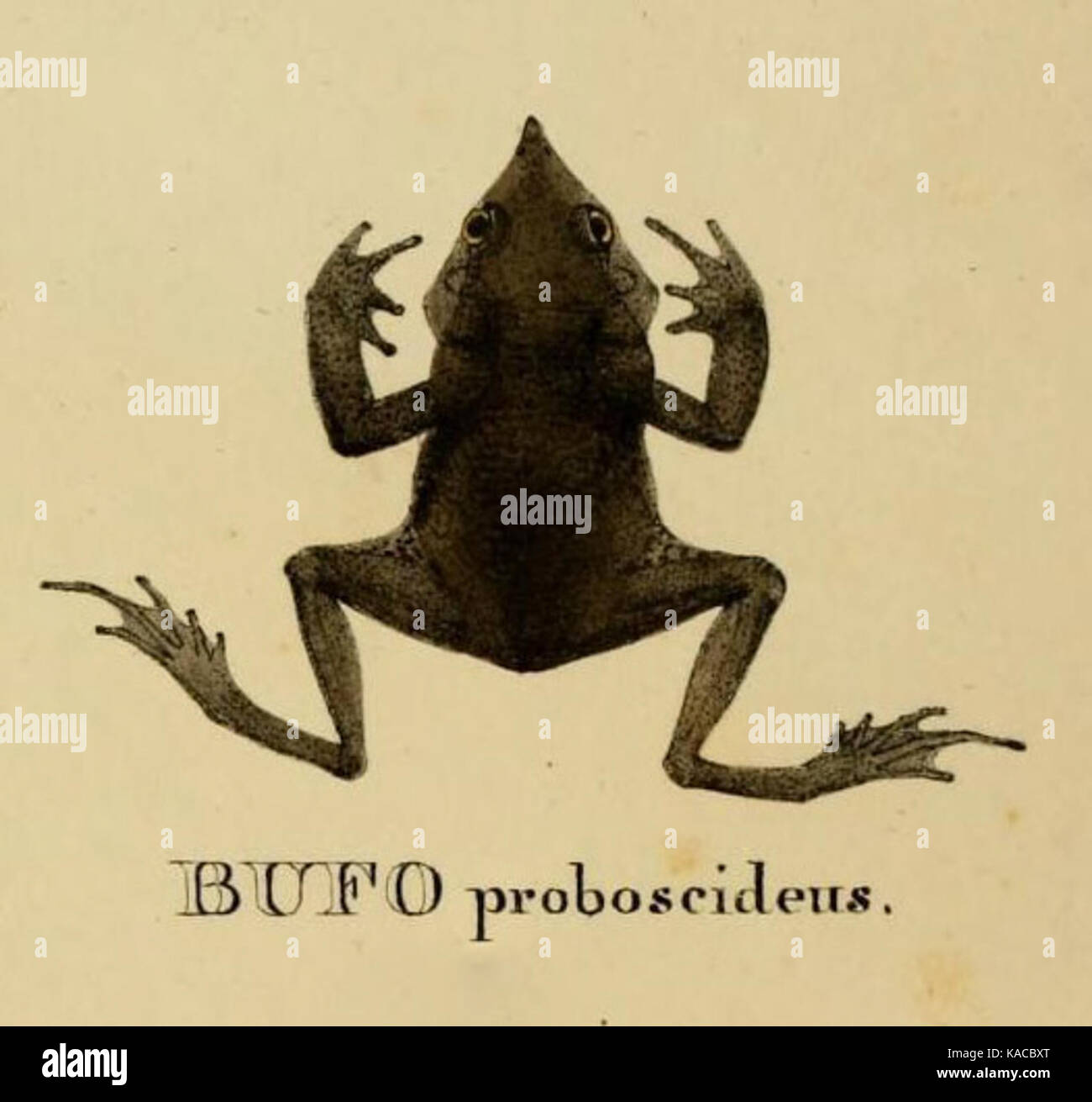 Rhinella proboscidea Holotyp Stockfoto