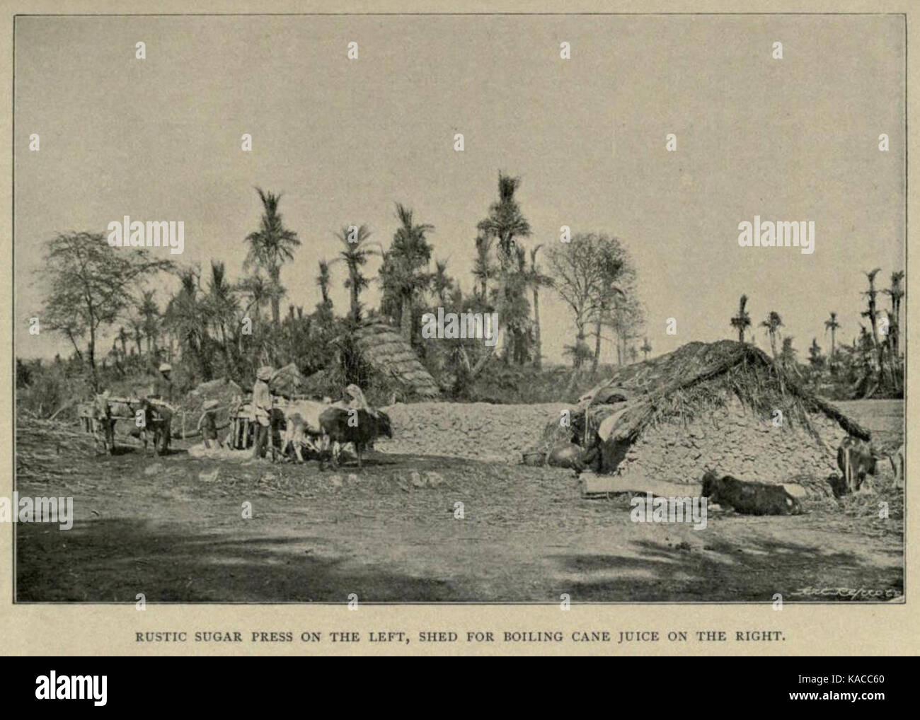 Rustikale Zucker drücken Sie Stockfoto