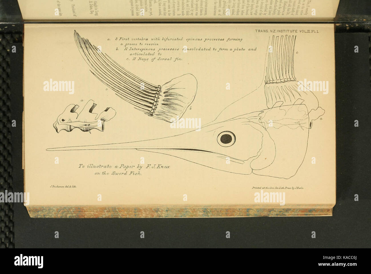 Schwertfisch von John Buchanan (1819 1898) Stockfoto