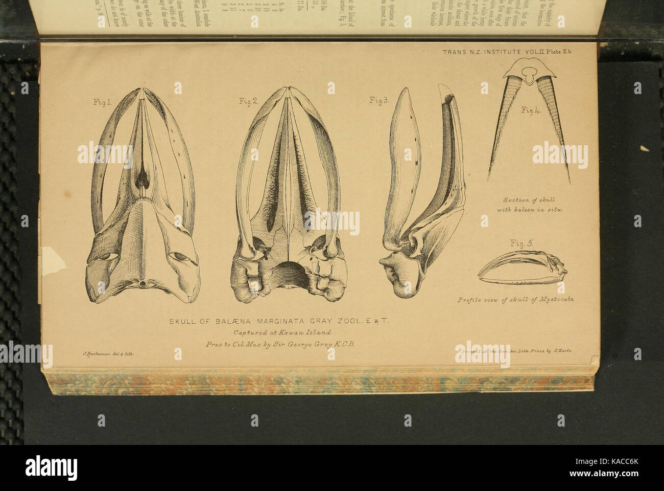 Schädel von balaena Marginata von John Buchanan (1819 1898) Stockfoto