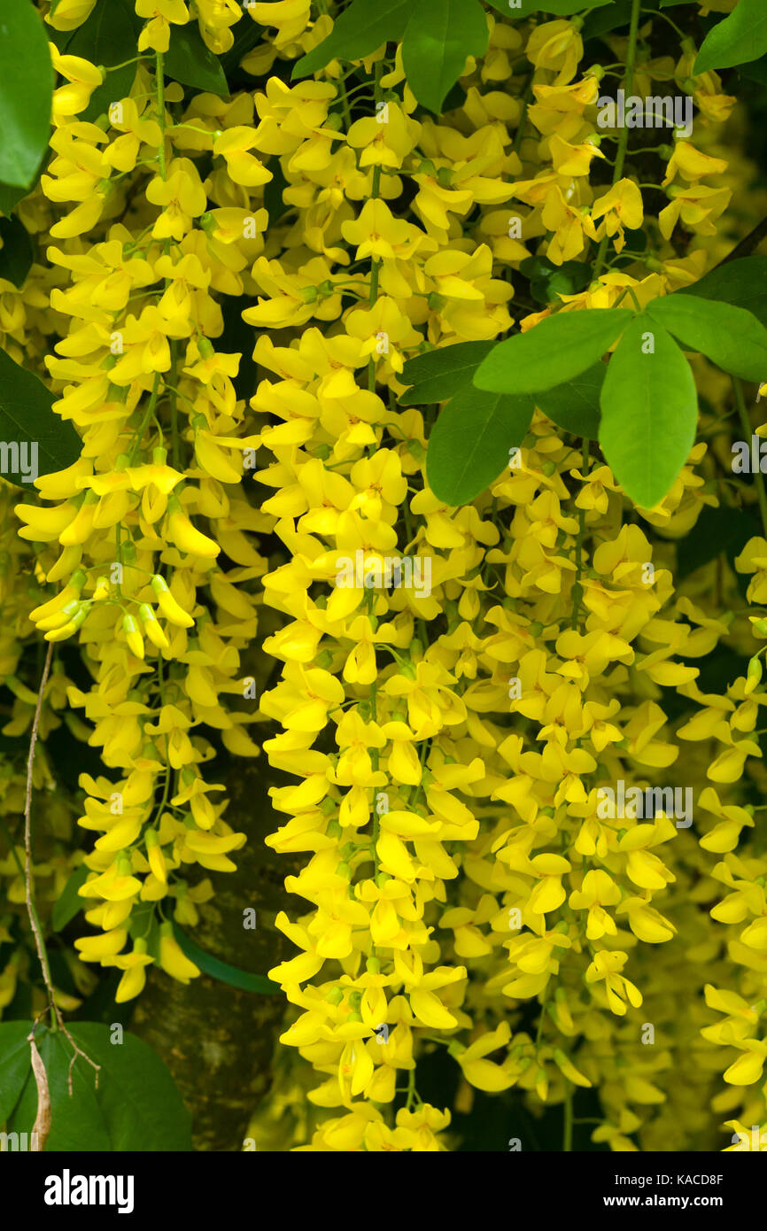 Hängende Ketten der gelbe Blumen in die hängenden Blütentrauben der Laburnum x watereri 'Vossii' Stockfoto