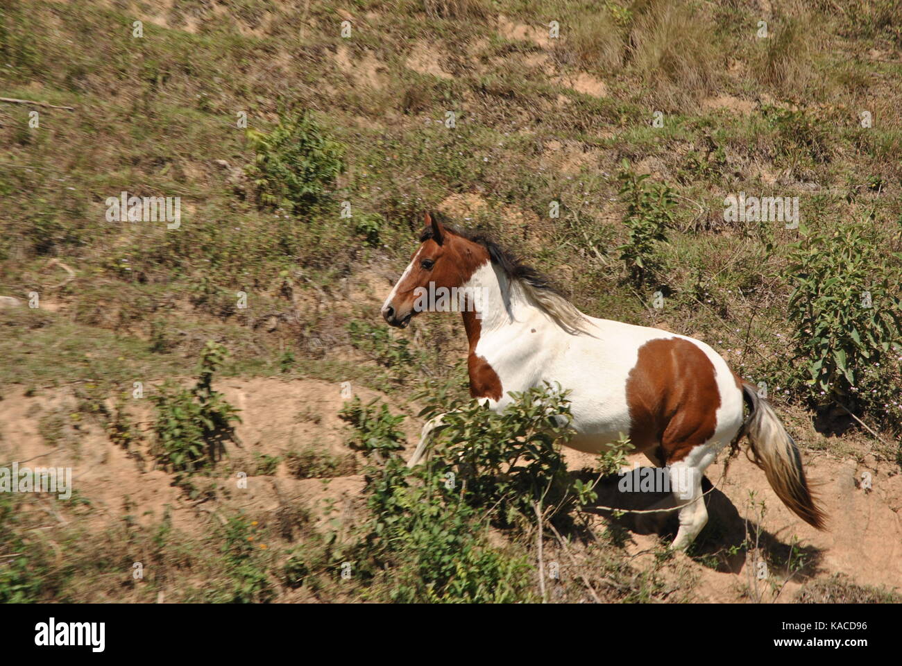 Pferd Stockfoto