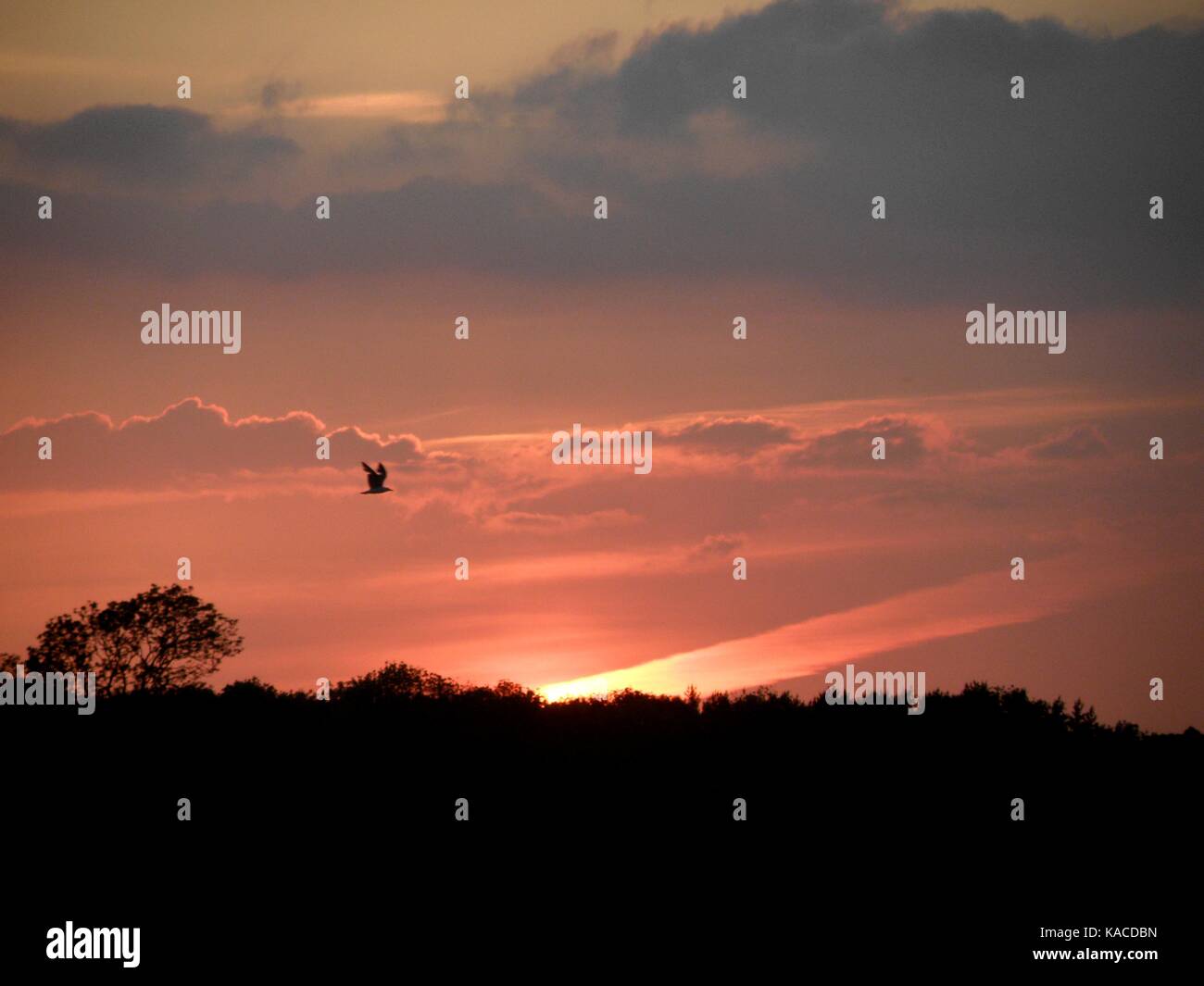 Ein Vogel bei Sonnenuntergang Stockfoto