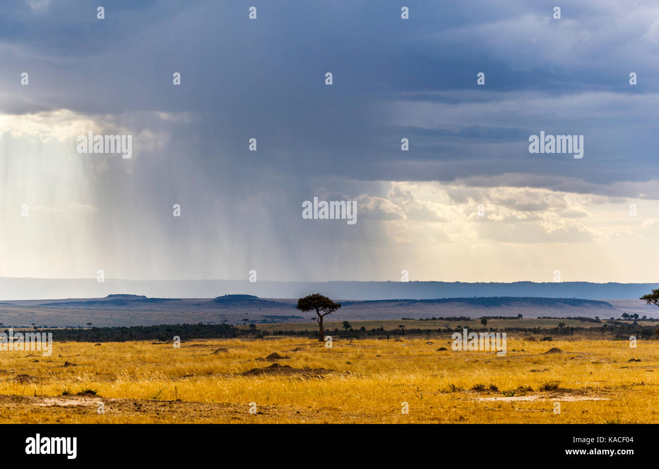 Afrikanische Landschaft bei schlechtem Wetter: Regen in der Masai Mara, Kenia, graue Gewitterwolken vor einem Regenguss von heavy rain Stockfoto