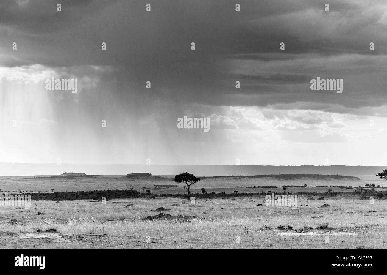 Schwarz-weiß-Ansicht der afrikanischen Landschaft bei schlechtem Wetter: Regen in der Masai Mara, Kenia, graue Gewitterwolken vor einem Regenguss von heavy rain Stockfoto
