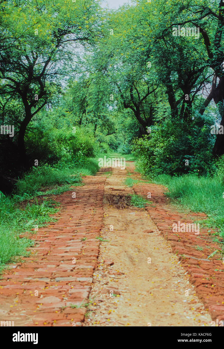 Wanderweg in Keoladeo Ghana National Park oder Bharatpur Vogelschutzgebiet, Bharatpur, Rajasthan, Indien Stockfoto