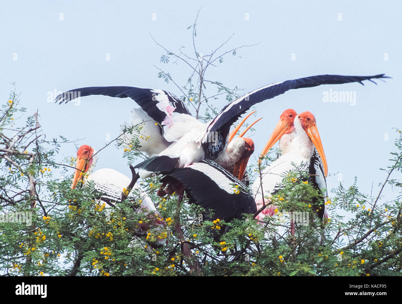Painted Stork (Mycteria leucocephala), Paarung Vögel im Nest Kolonie, Keoladeo Ghana National Park, Bhaartpur, Rajasthan, Indien Stockfoto
