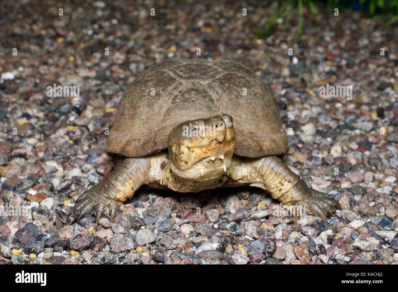 Ein Arizona Schlamm Schildkröte (Kinosternon arizonense) auf einer gepflasterten Straße bei Nacht in der Nähe von La Colorada, Sonora, Mexiko Stockfoto
