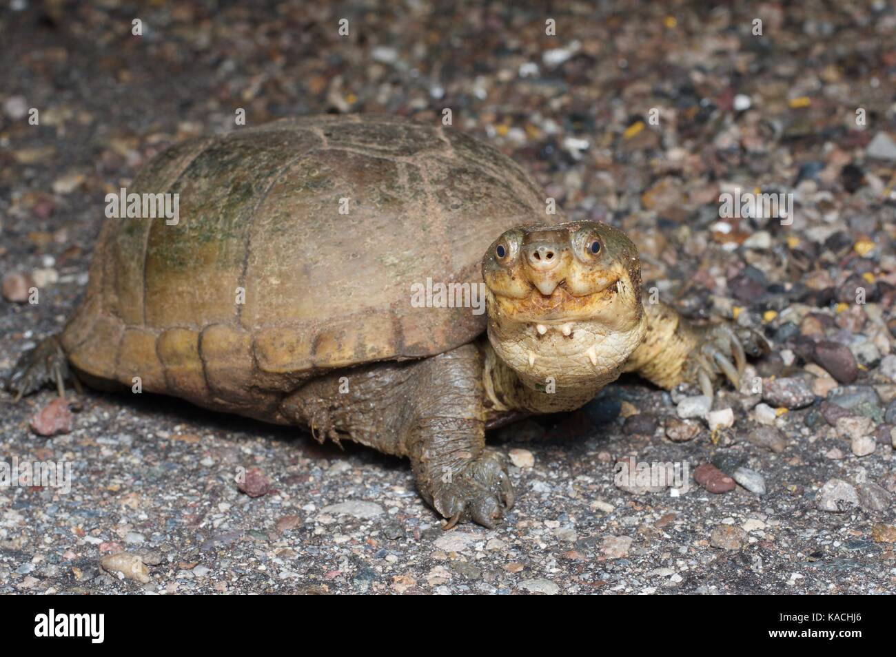 Ein Arizona Schlamm Schildkröte (Kinosternon arizonense) auf einer gepflasterten Straße bei Nacht in der Nähe von La Colorada, Sonora, Mexiko Stockfoto