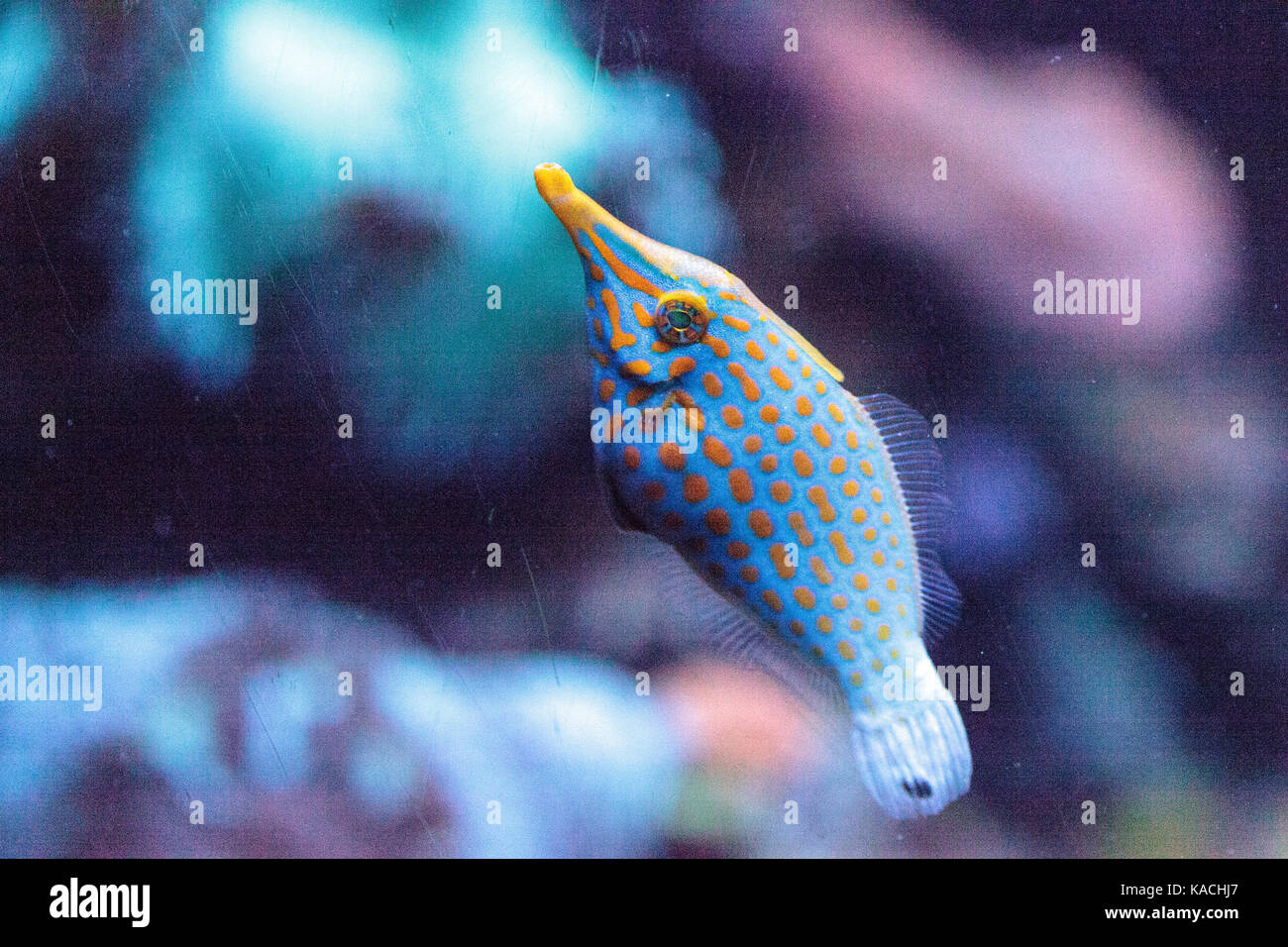 Orange spotted Oxymonacanthus longirostris filefish im Indopazifik Ozeane gefunden wird Stockfoto