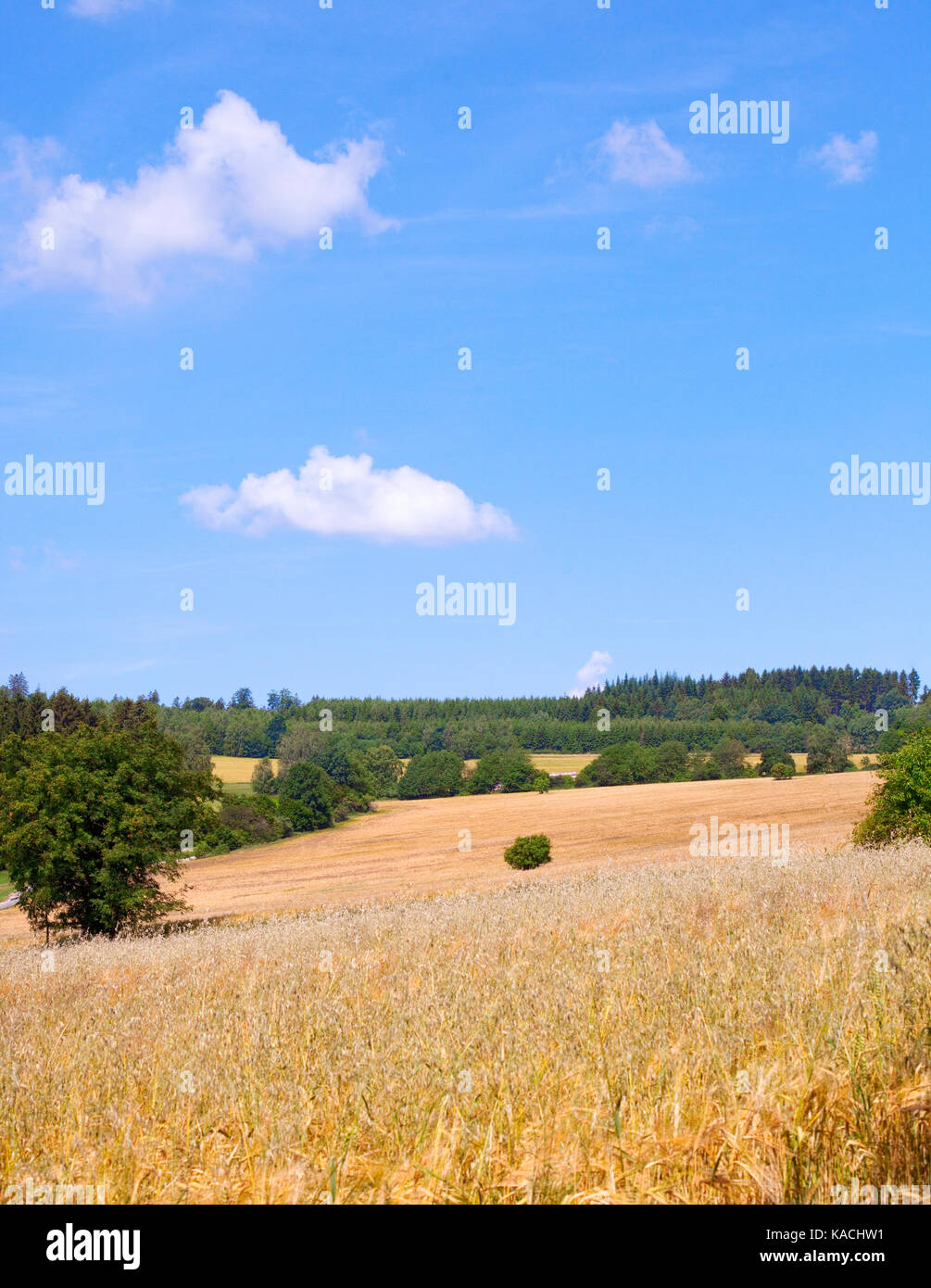 Landschaft mit einem Feld von Weizen in Böhmen Stockfoto