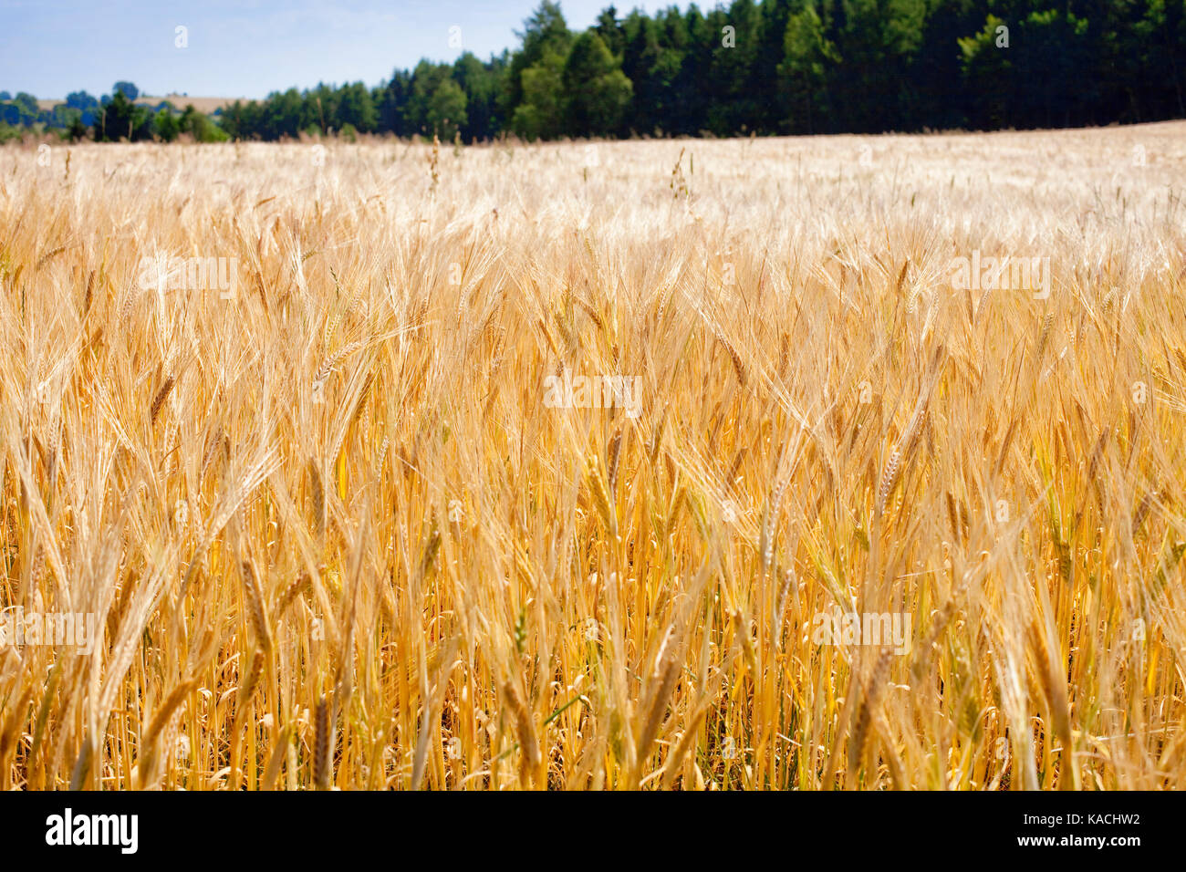 Landschaft mit einem Feld von Weizen in Böhmen Stockfoto