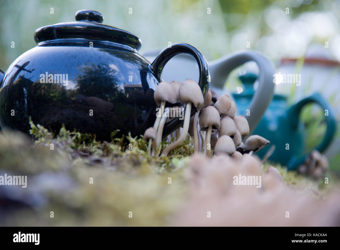 Teeköpfe und Pilze Stockfoto