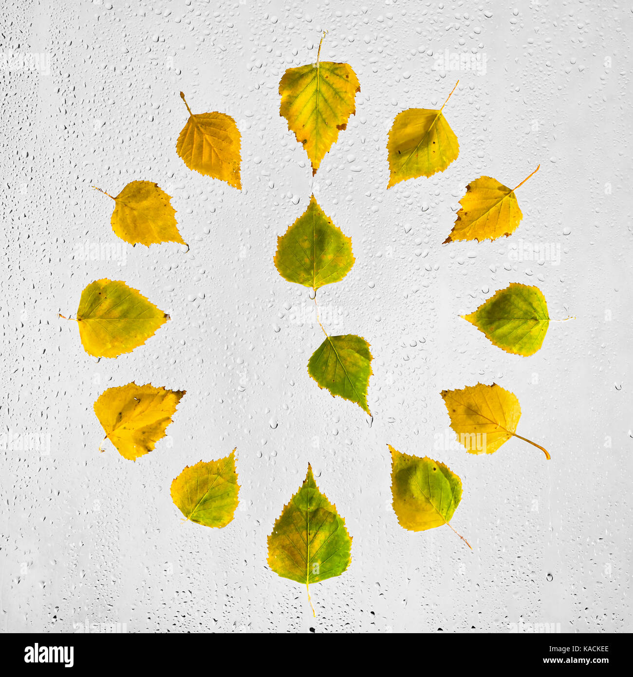 Uhr mit bunten Herbst birke Blätter auf dem nassen Glas gestapelt. Fünf Uhr. 5. Stockfoto