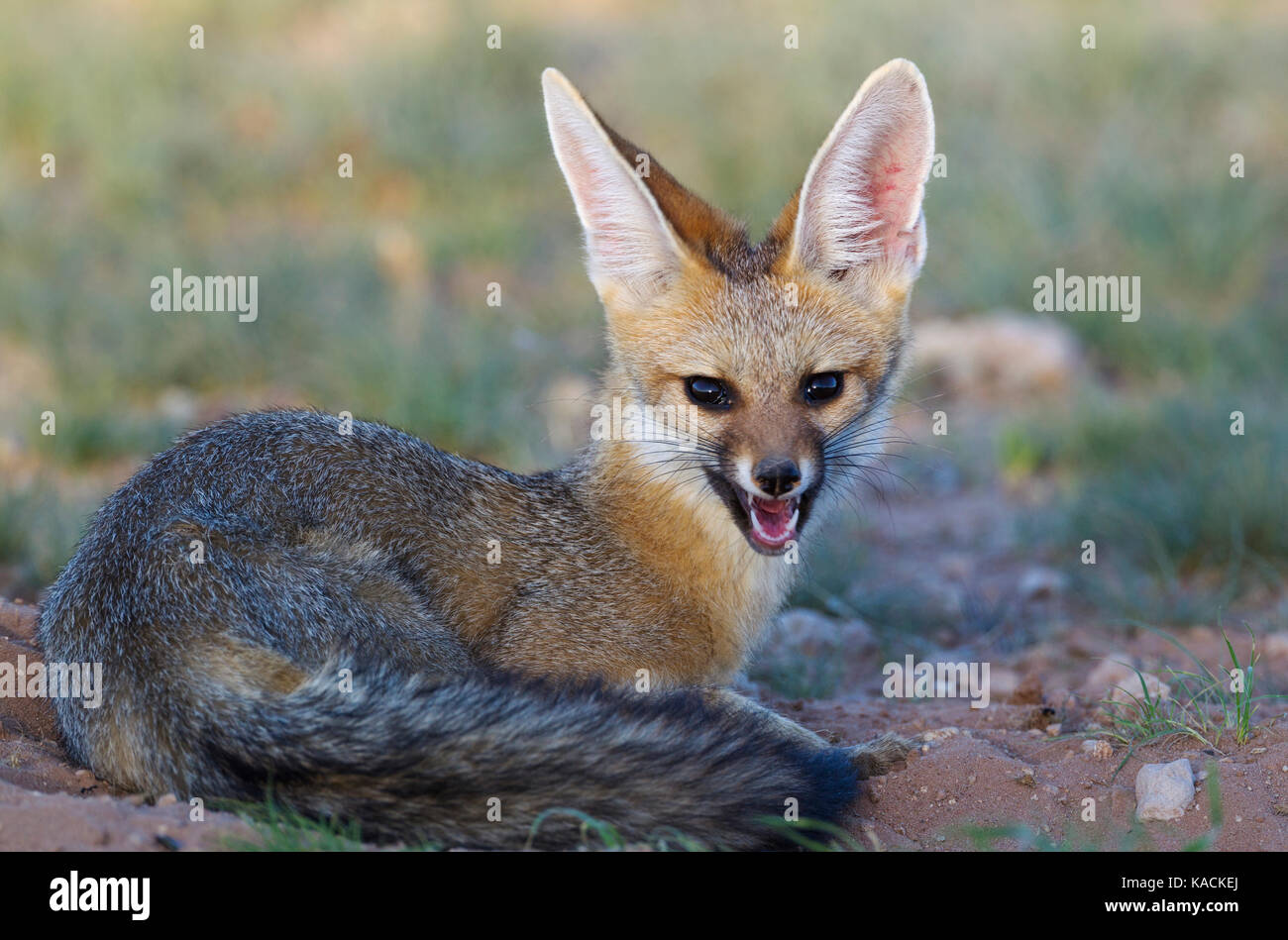 Cape Fox (Vulpes chama). Liegend in seiner Höhle am späten Abend Stockfoto