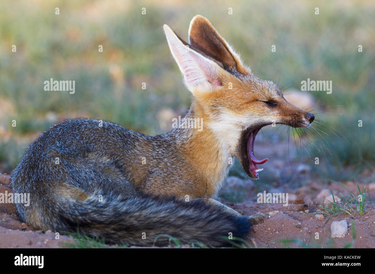 Cape Fox (Vulpes chama). Liegend in seiner Höhle in den späten Abend, Gähnen Stockfoto