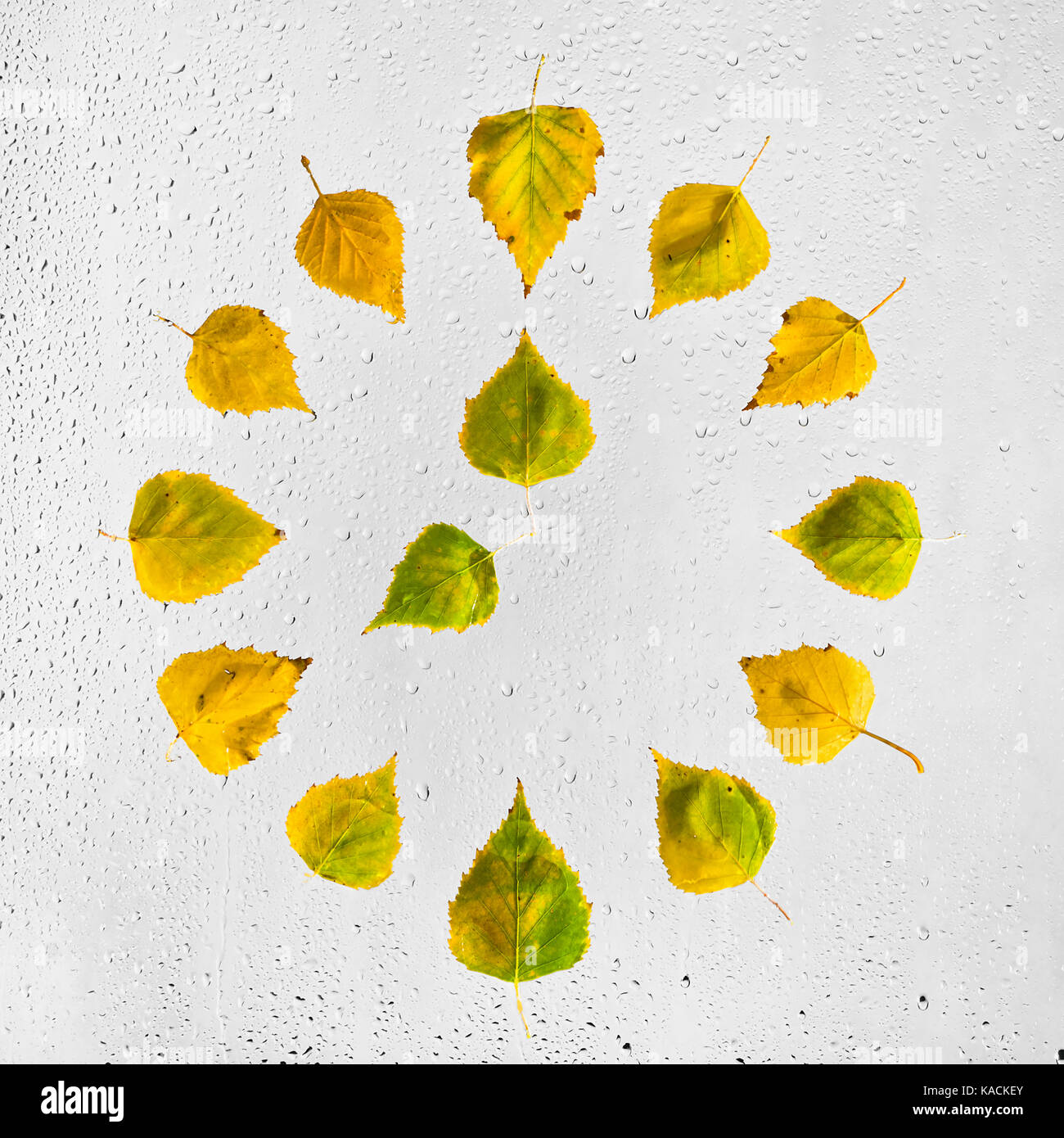 Uhr mit bunten Herbst birke Blätter auf dem nassen Glas gestapelt. Acht Uhr. 8. Stockfoto