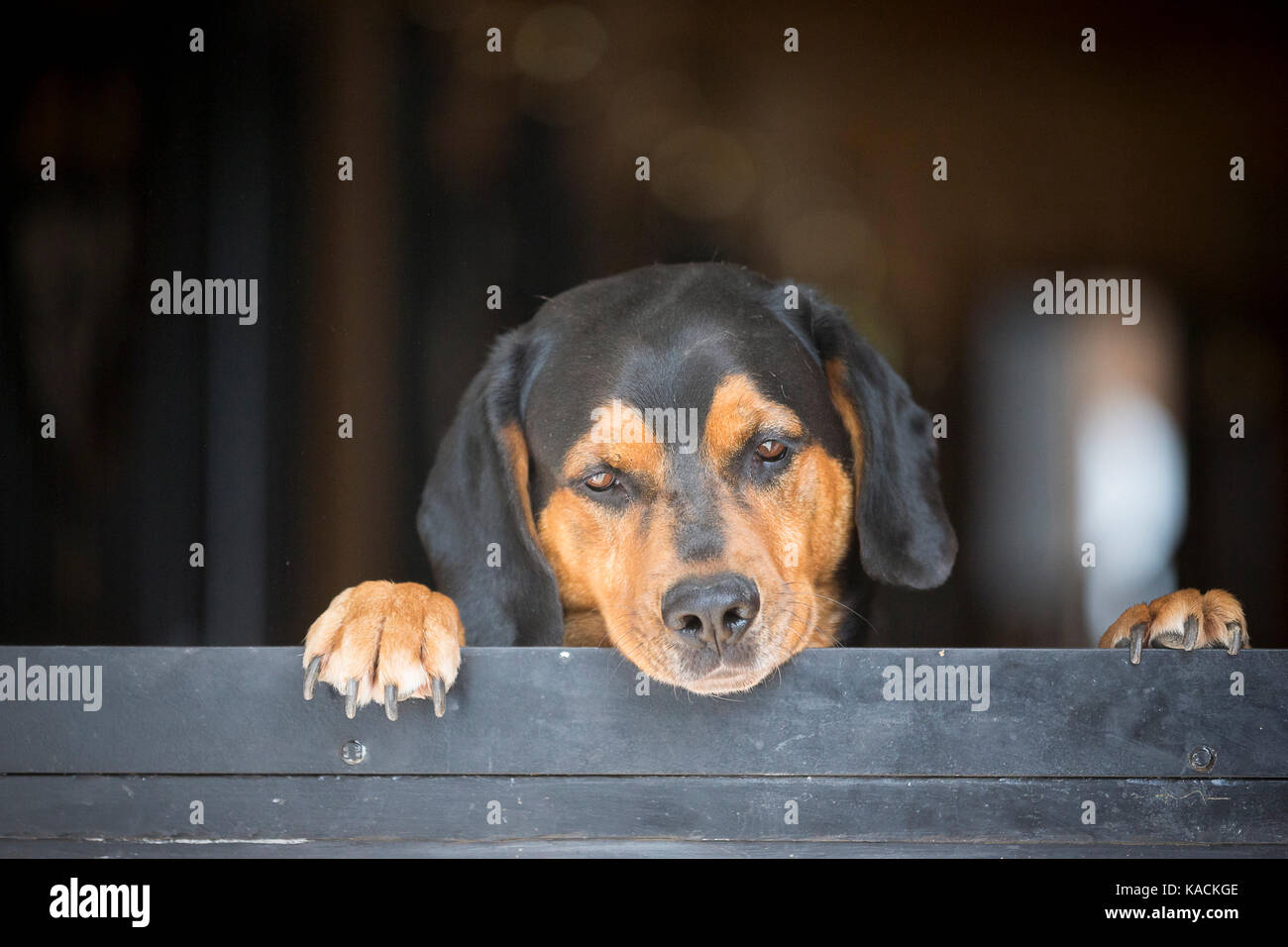 Tiroler Bracke. Nach Hund suchen über eine stabile Tür. Deutschland Stockfoto