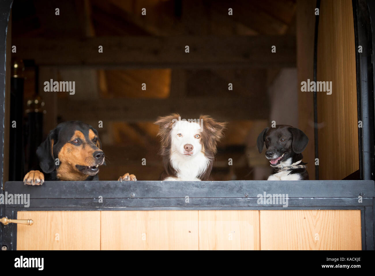 Tiroler Bracke, Border Collie und gemischte Rasse Hund suchen über eine stabile Tür. Deutschland Stockfoto
