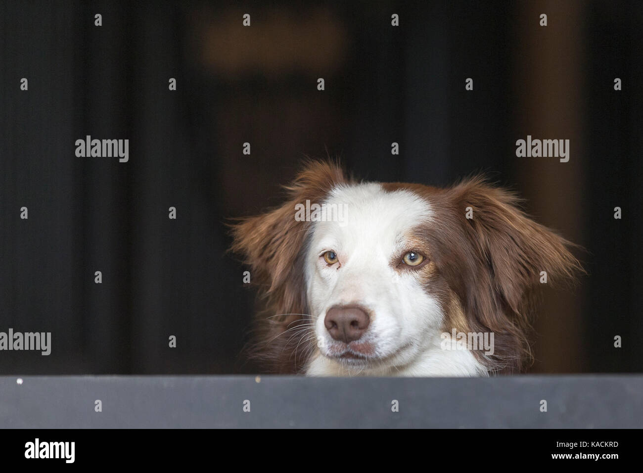 Border Collie. Nach der Suche über eine stabile Tür. Deutschland Stockfoto