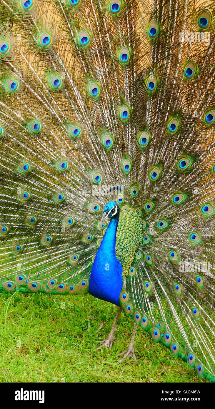 Ein männlicher blauer Pfau (Pavo cristatus) zeigt sein buntes Gefieder. (Neuseeland) Stockfoto