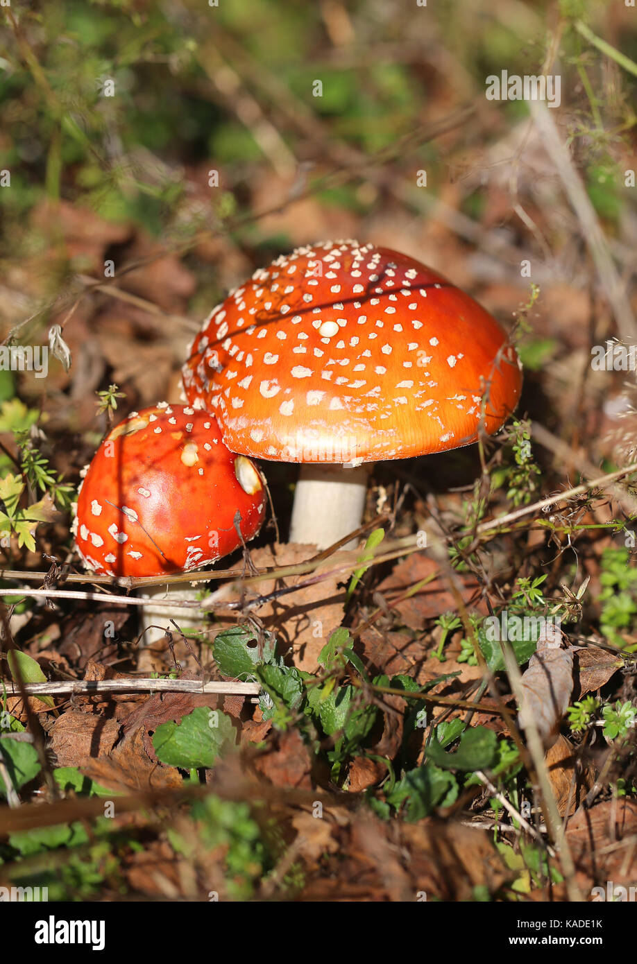 Foto von einem hellen schönen roten Fly agaric im Herbst sonniger Tag Stockfoto