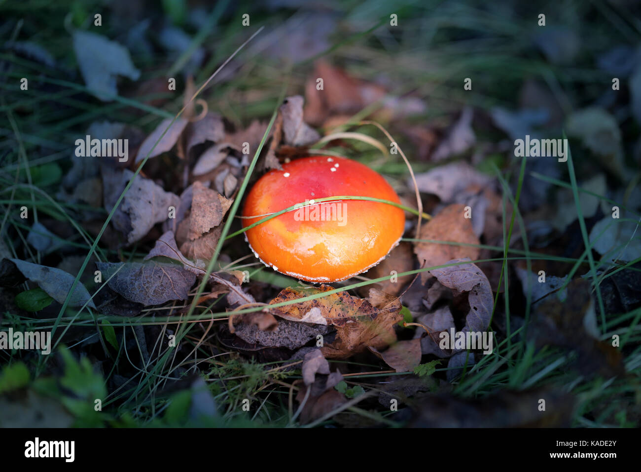 Foto von einem hellen schönen roten Fly agaric im Herbst sonniger Tag Stockfoto