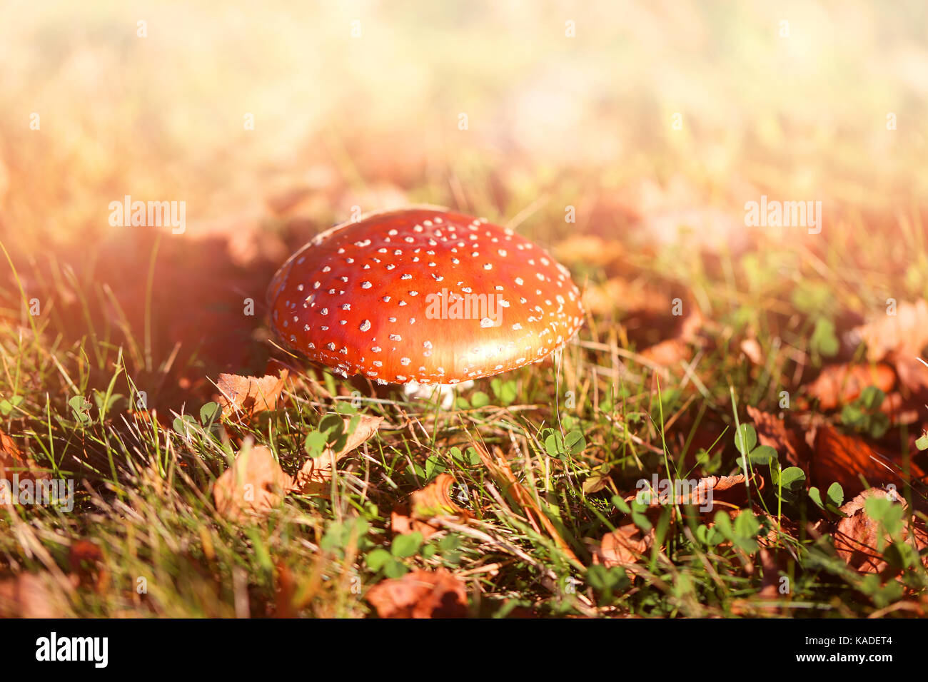 Foto von einem hellen schönen roten Fly agaric im Herbst sonniger Tag Stockfoto