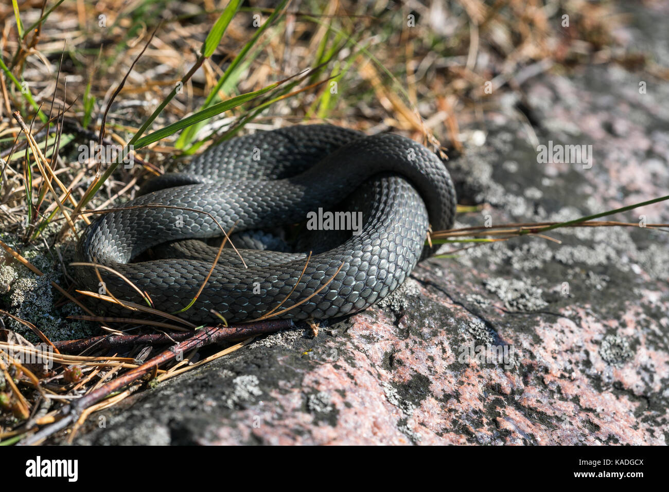 Ringelnatter versuchen, zu warm in der Herbstsonne, Kirkkonummi Archipel, Finnland, Europa, EU Stockfoto